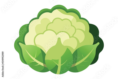 Fresh cauliflower vector elements icon Cauliflower hand drawn clipart illustration