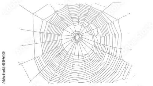 Realistic Spider Web Silhouette Minimal Line Art Design