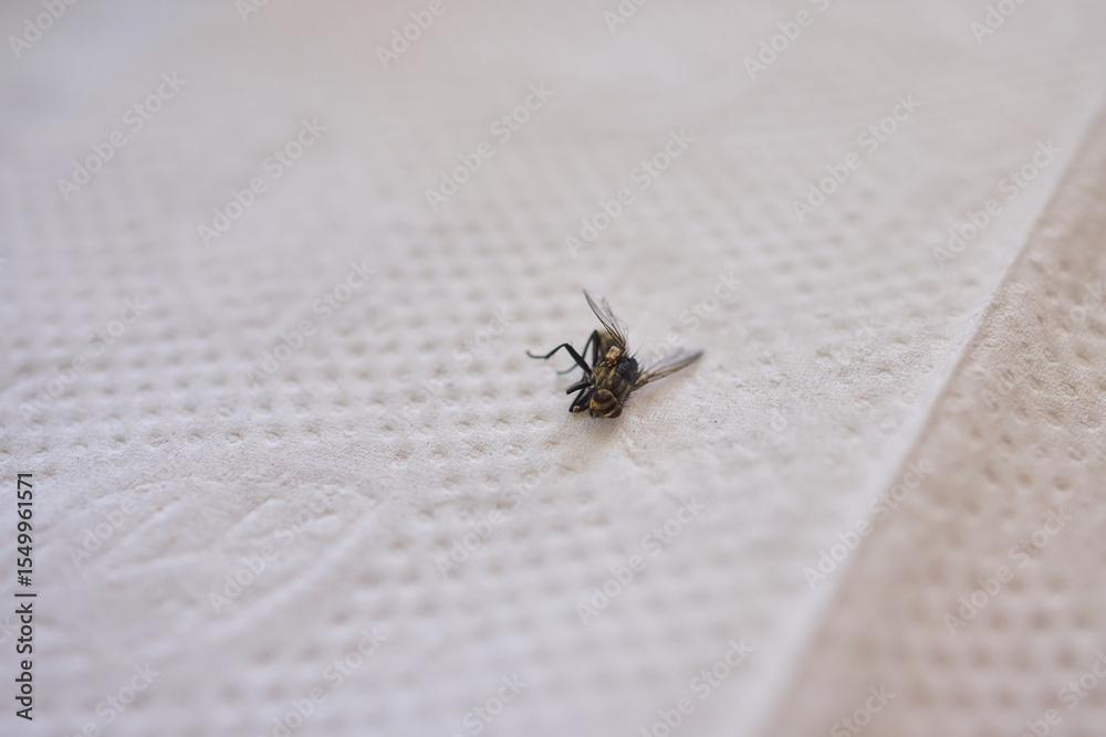 Obraz premium A closeup view of a delicate hand graciously holding a small bee, capturing natures beauty