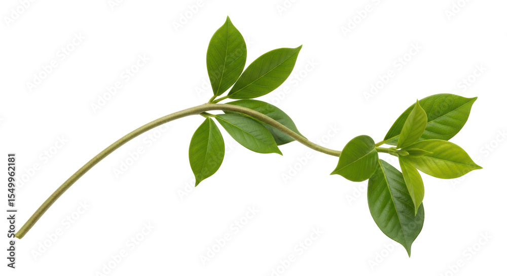 Obraz premium Isolated Green Branch