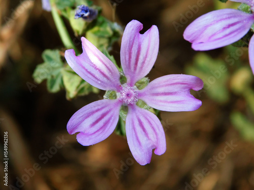 purple flower of mallow in wild nature