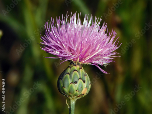Mantisalca salmantica pink flower in wild nature