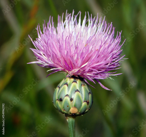 Mantisalca salmantica pink flower in wild nature