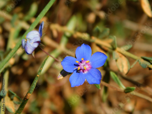 Lysimachia monelli blue flower on macro