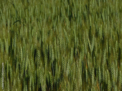 wheat fields in rural landscapes
