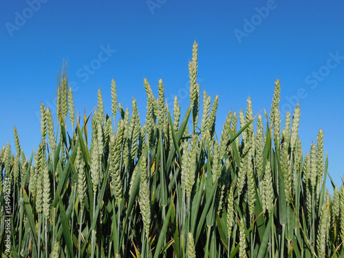 wheat fields in rural landscapes