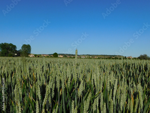 wheat fields in rural landscapes