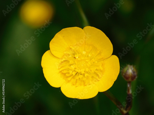 yellow buttercup flower (Ranunculus repens)