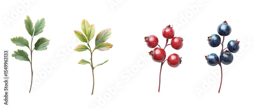 Wallpaper Mural Delicious Huckleberries on Rustic Wooden Surface on transparent background. cut flower elements, garden themed designs. Top view high quality PNG." design elements, top view / flat lay. Torontodigital.ca