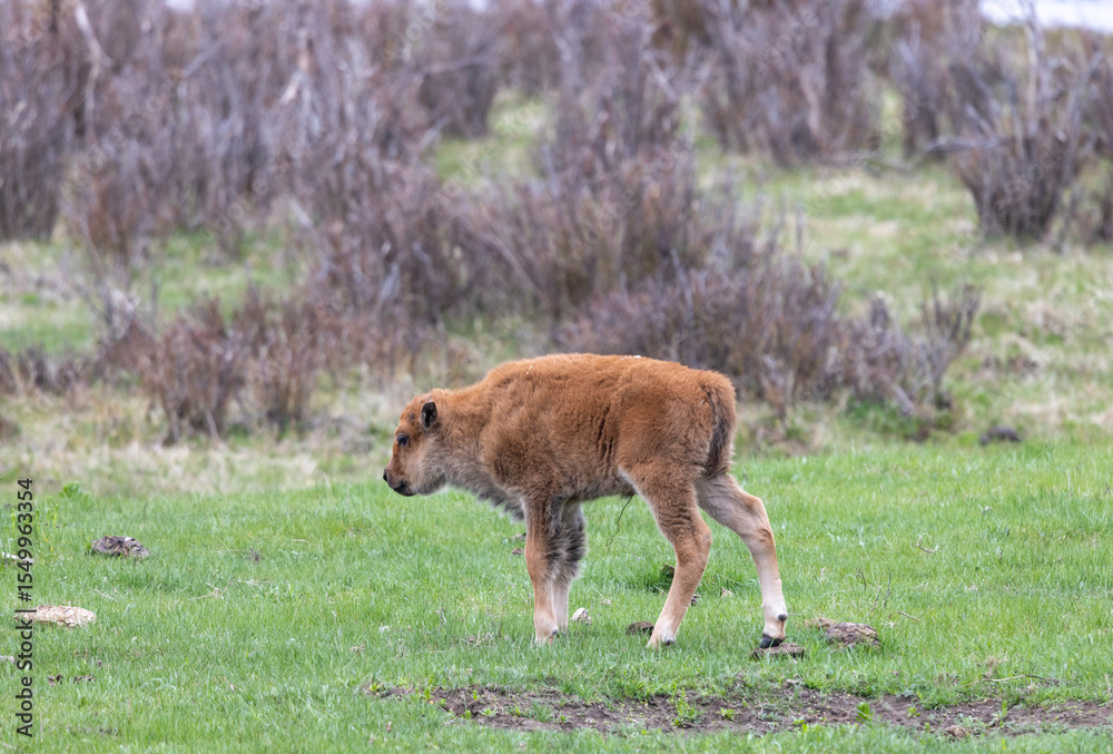 Fototapeta premium Cute Bison Calf in Yellowstone National Park Wyoming in Springtime