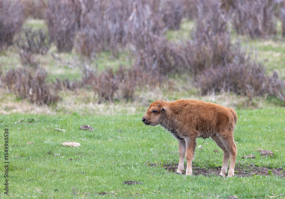 Fototapeta premium Cute Bison Calf in Yellowstone National Park Wyoming in Springtime