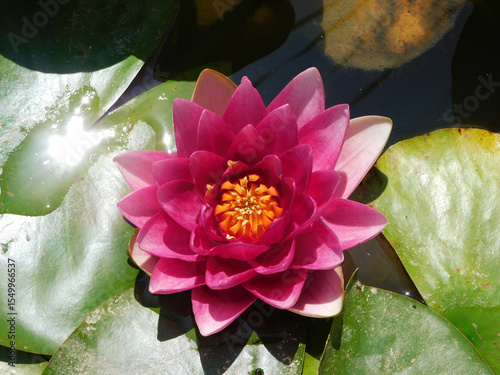 pink water lily in the pond