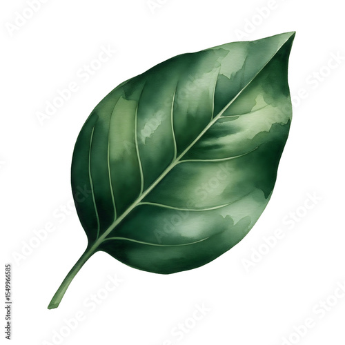 Green leaf isolated on white or transparent background, watercolor illustration.