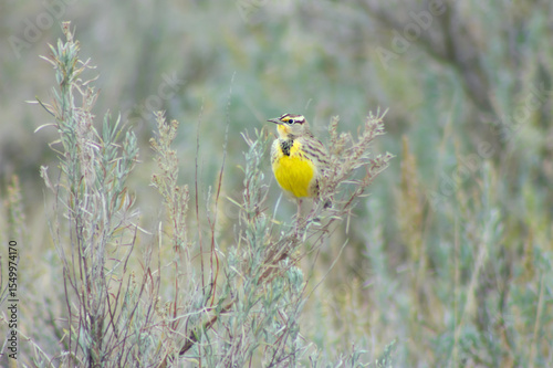 western meadowlark