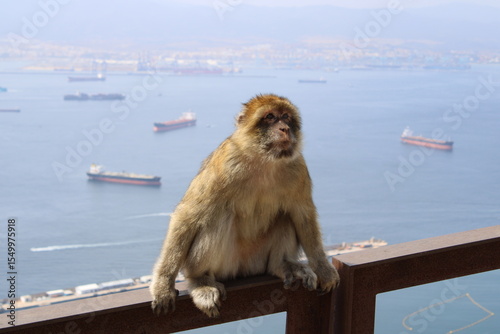 Monkey