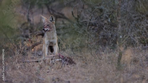 A pair of Black backed jackals feeding on a duiker lamb.