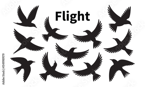 Black Bird Silhouettes Flight Vector Illustration birds