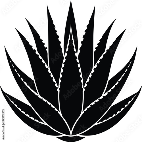 Aloe vera plant with thick fleshy leaves in natural upright form silhouette vector
