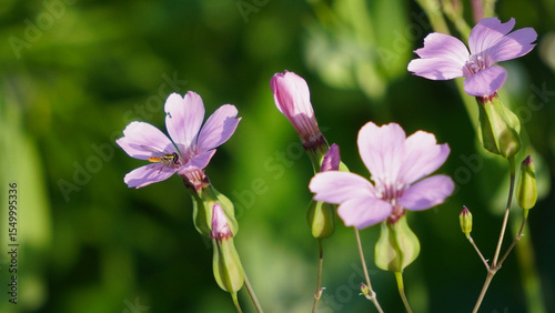 Hover fly on small purple flower