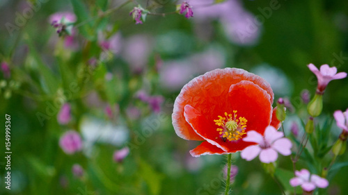 Bright red wildflower