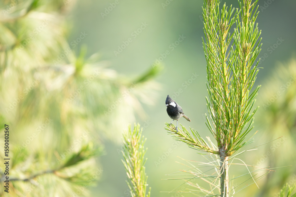 Obraz premium Rufous-naped Tit Perched Gracefully on Pine Tree Branch in Natural Habitat
