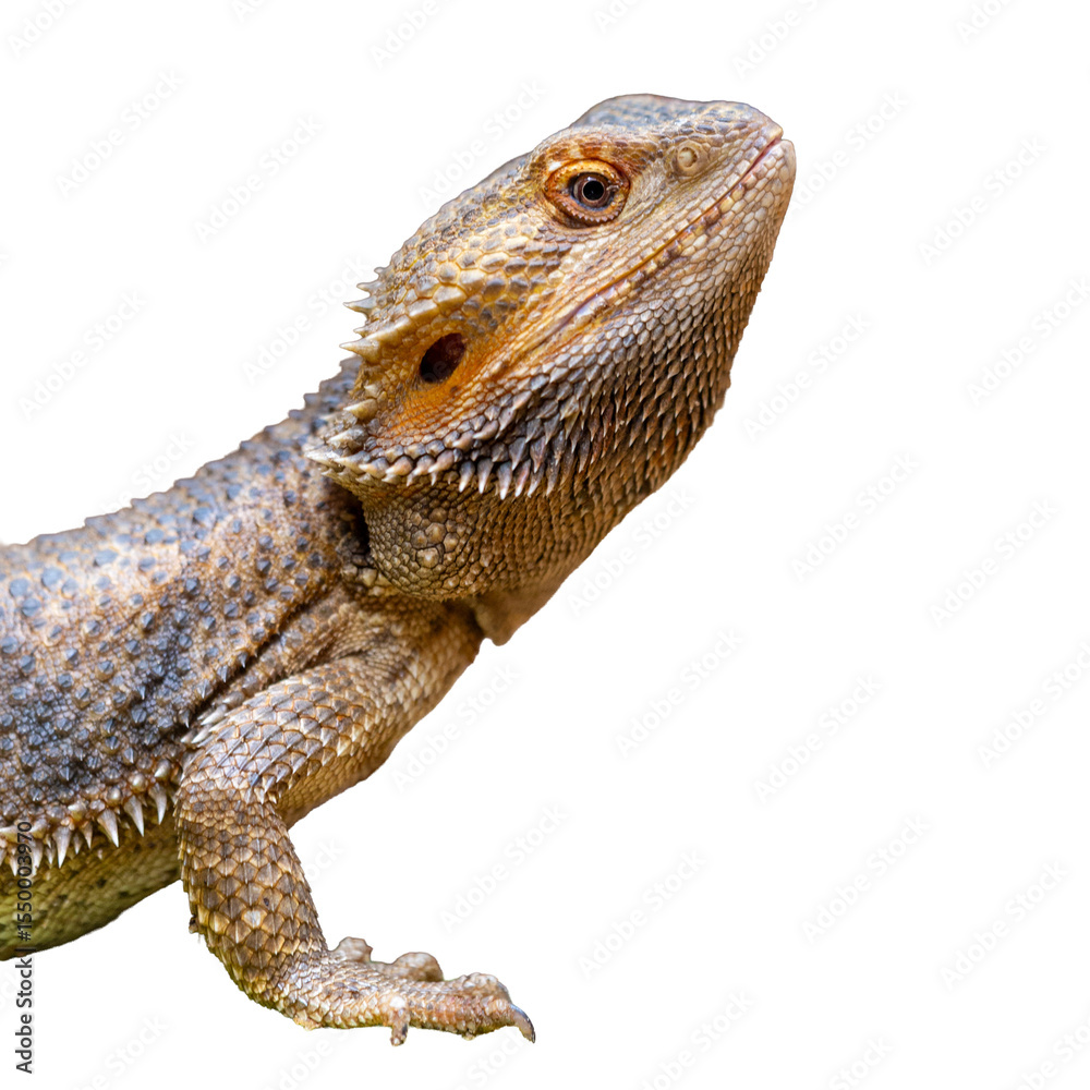 Fototapeta premium Bearded dragon isolated on white background. Agama bearded dragon.