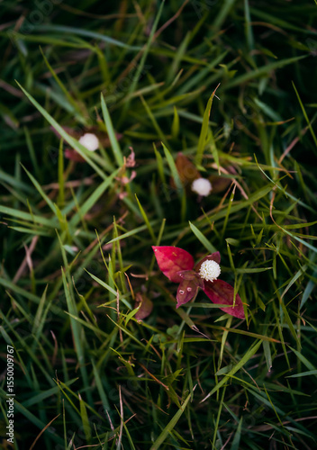 Lindas fotografias de natureza em seus pequenos detalhes no parque.
