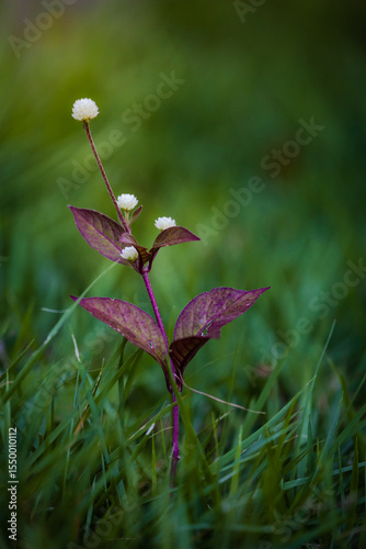 Lindas fotografias de natureza em seus pequenos detalhes no parque.