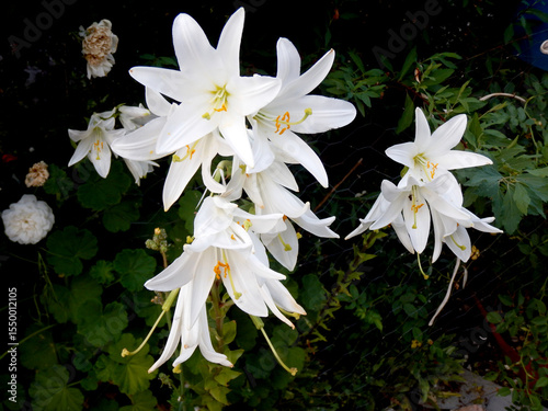 Bouquet of pretty white Lirium Candidum flowers