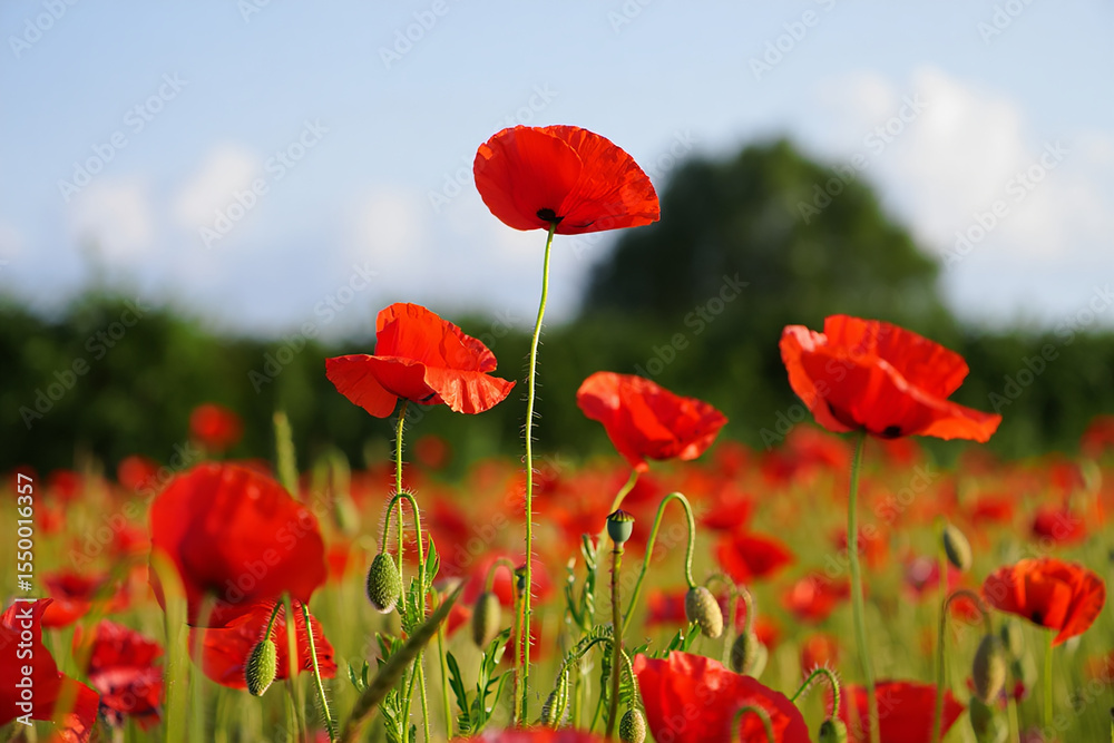 Obraz premium Vibrant red poppies bloom in a sunlit field under a clear blue sky
