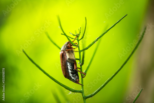 maybug - Melolontha melolontha (Linnaeus, 1758) - lateral view