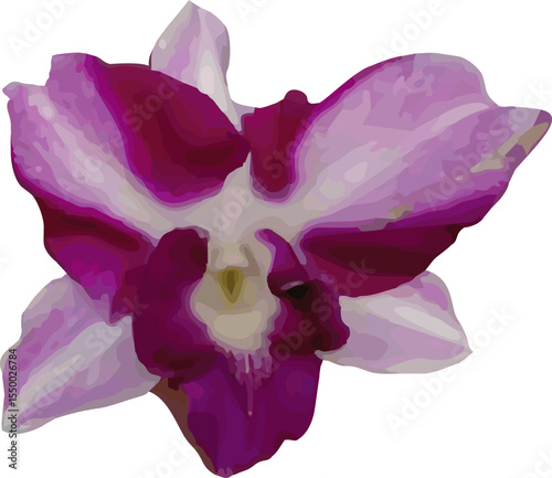 vector image of dendrobium king dragon orchid flower on a white background