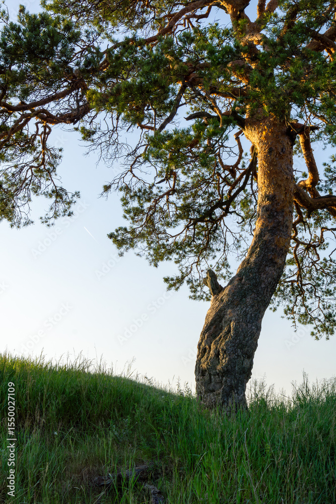 Fototapeta premium Majestic tree with a textured trunk stands on a grassy hill, bathed in warm sunlight, showcasing the beauty of nature and the tranquility of the outdoor environment