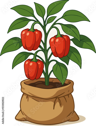 Chili Tree