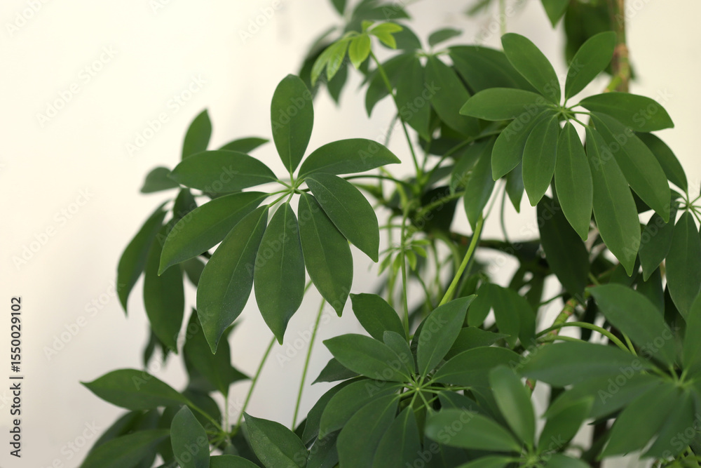 Dwarf umbrella tree (Schefflera arboricola) Dwarf umbrella tree (Schefflera arboricola)