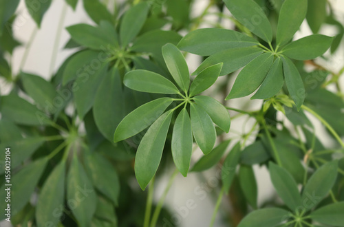 Dwarf umbrella tree (Schefflera arboricola)