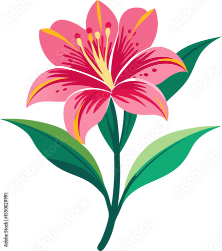 pink lily isolated on white