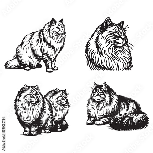 Siberian Cat Minimalist Line Drawing Vector