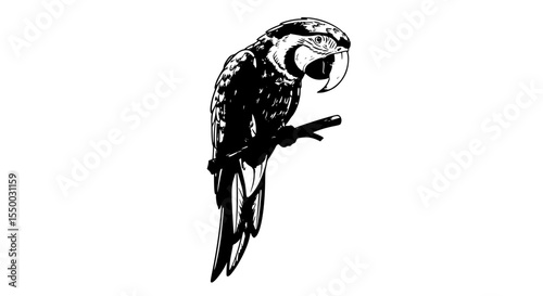 bird arara