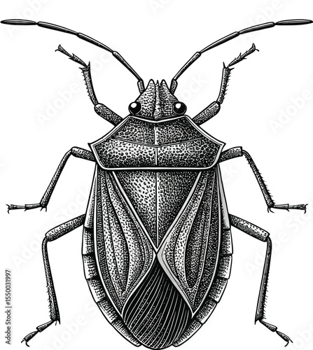 Detailed true bug illustration, isolated on white background