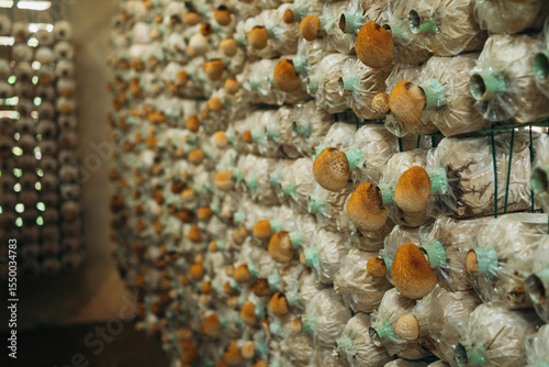 Mushrooms are growing on the farm. They are one of the most well-known agricultural products.