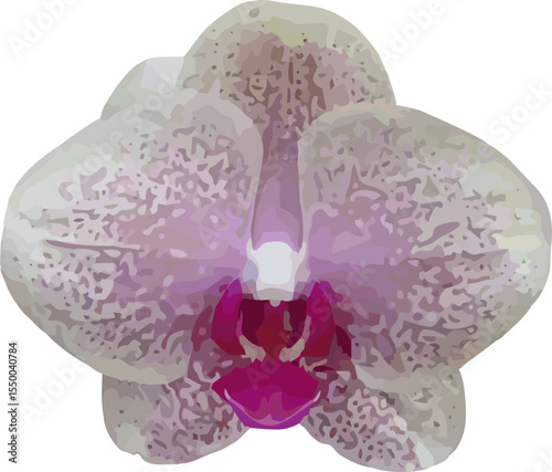 vector image orchid flower on a white background