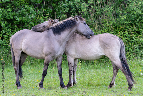 free-ranging Konik horses in a nature reserve in Zeeland, Netherlands