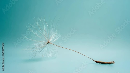 Dandelion seed gently drifting in slow motion against a tranquil blue background