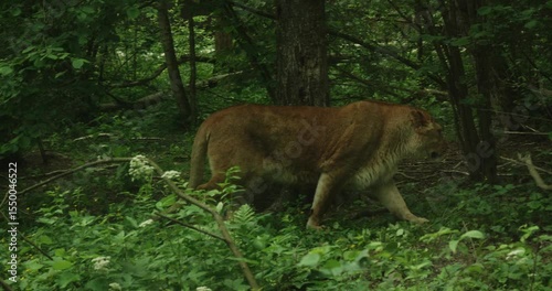 A powerful lioness crosses a green forest landscape, moving gracefully among the lush green vegetation in a natural, serene wilderness setting. The lioness walks silently among the trees.