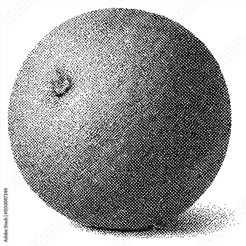 Orange Still Life: A detailed illustration of an orange, showcasing its textured peel, round form, and subtle shadow, perfect for design elements and educational use.