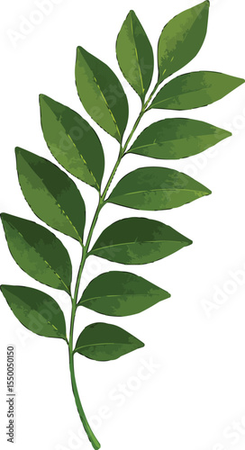 curry leaf