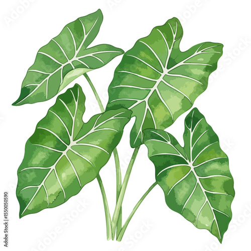 Taro Leaves Isolated on Transparent PNG Background- Watercolour Art
