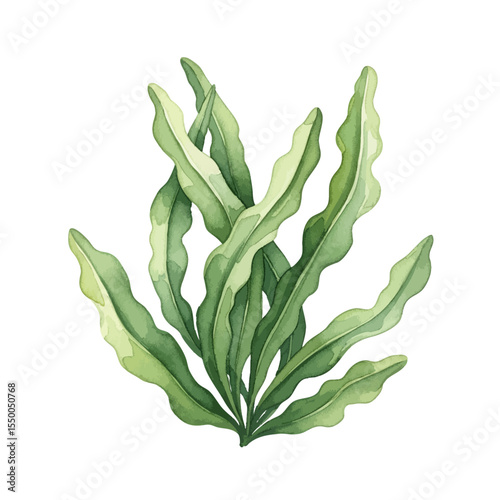 Wakame Isolated on Transparent PNG Background- Watercolour Art
