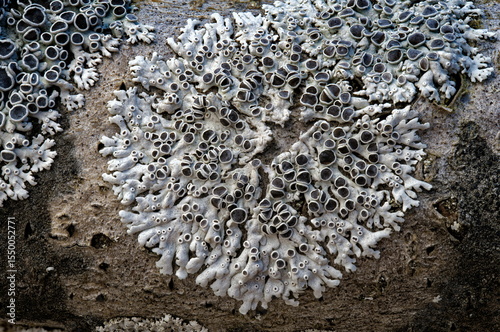 Wallpaper Mural Lichen Torontodigital.ca